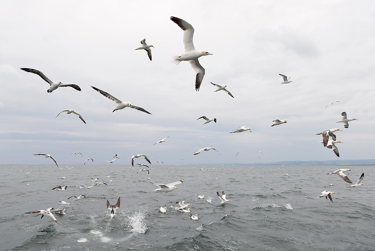 northern-gannetrs-and-gull-feeding-spree-baited-_y7o5659-bass-rock-scotland