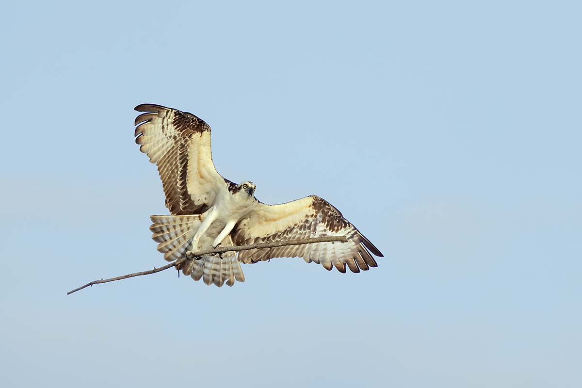osprey-carrying-branch-for-nest-less-cyan-_y5o1997-lake-blue-cypress-indian-river-county-fl