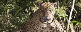 Jaguar in the Pantanal by Doug Cheeseman