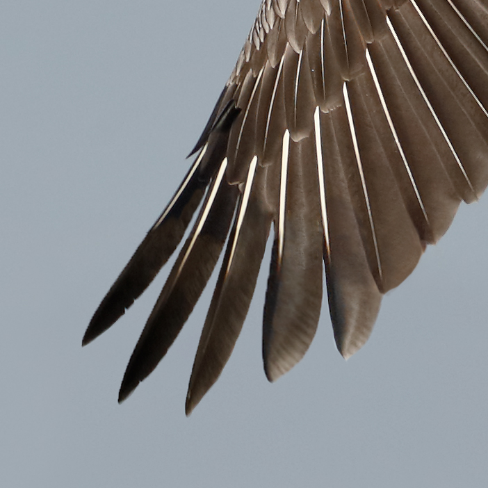 repaired-lower-wing-brown-pelican-in-flight-lower-primaries-reconstructed-_y5o8573-la-jolla-ca