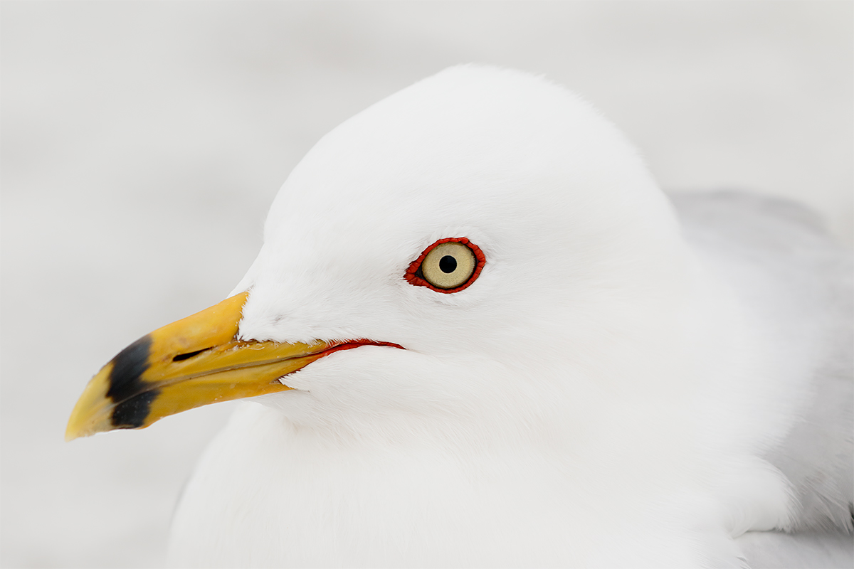 ring-billed-gull-adult-_y8a2475-fort-desoto-park-fl