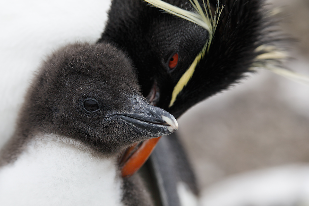 rockhopper-penguin-adult-preening-chick-_w5a7940-bleaker-island-the-falklands