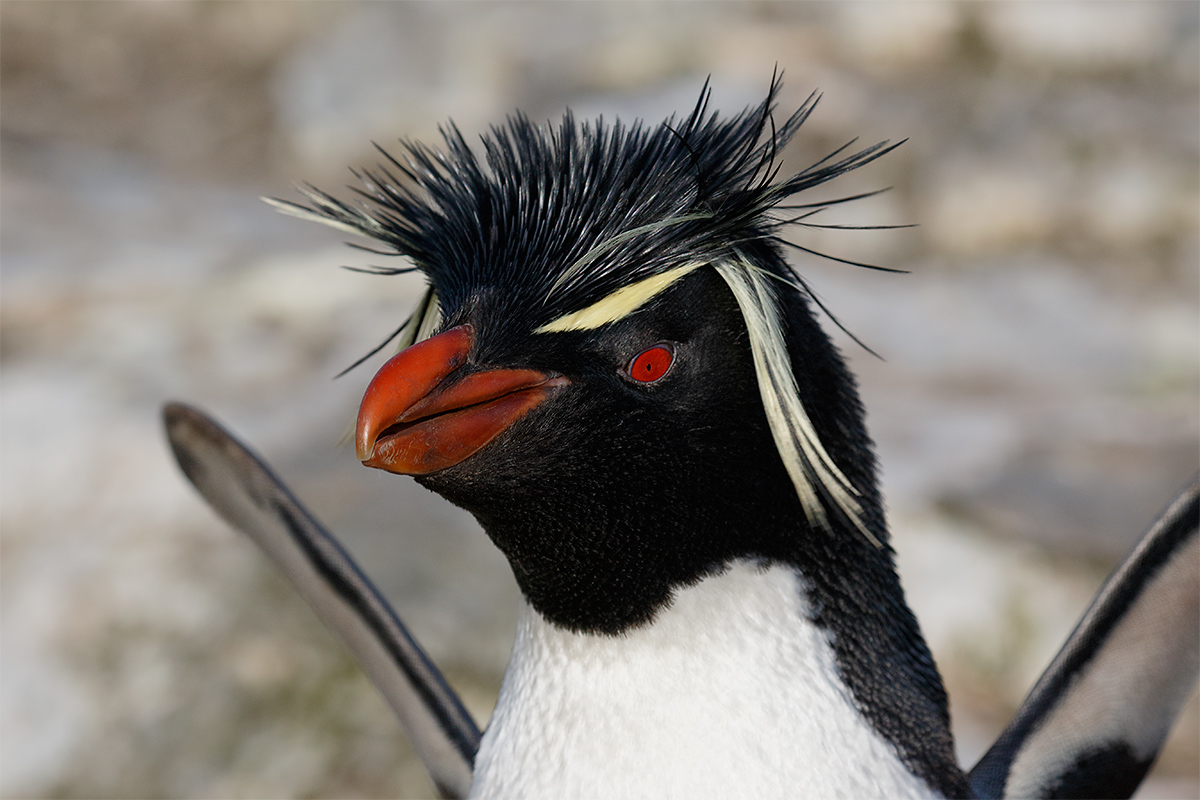 rockhopper-penguin-wings-raised-tight-_y8a0074-bleaker-island-the-falklands