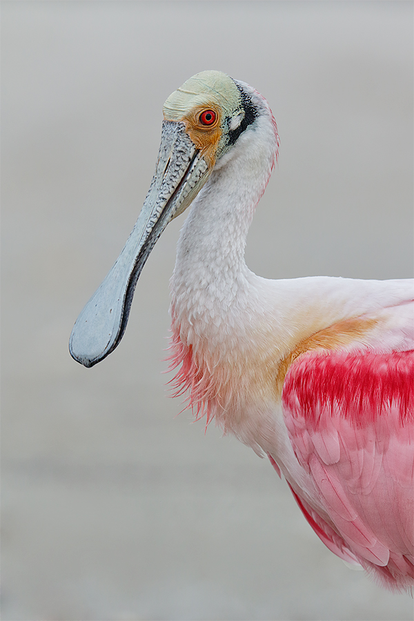 roseate-spoonbill-hand-and-neck-vert-_y8a0091-alafaia-banks-fl