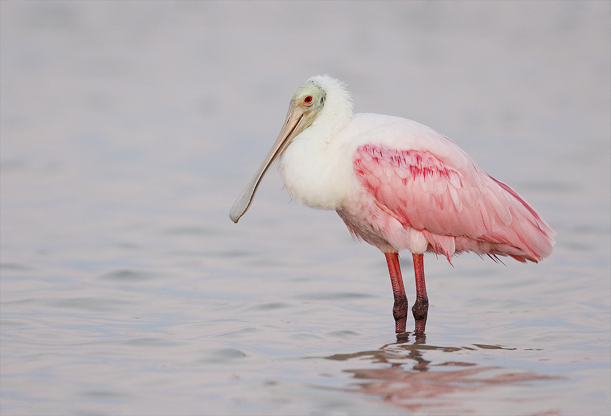 roseate-spoonbill-iso-3200-7d-ii-_36a8942-fort-desoto-county-park-pinellas-fl
