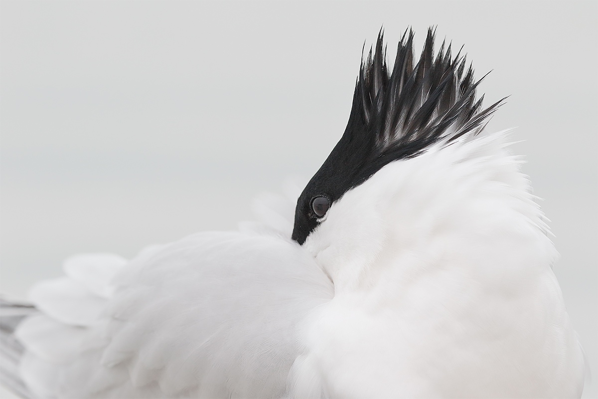royal-tern-breeding-plumage-crest-_y8a0600-fort-desoto-park-fl