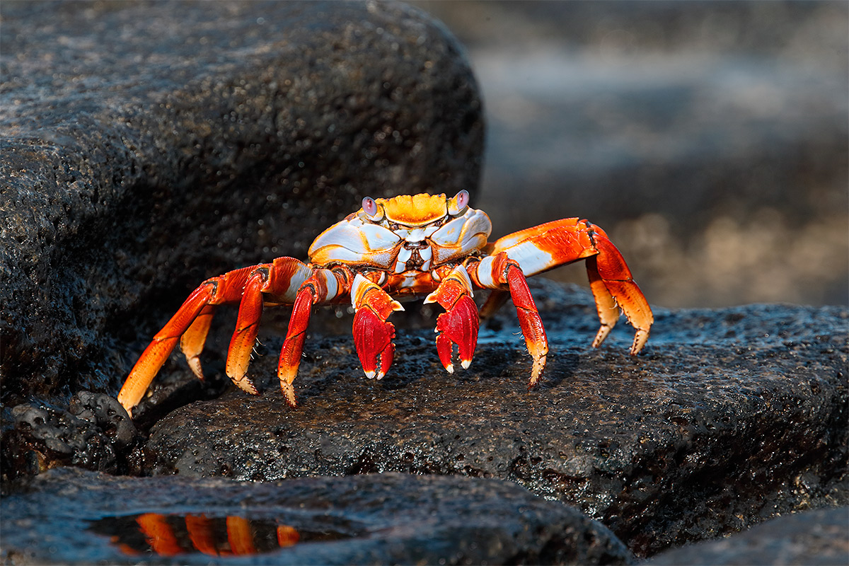 sally-lightfoot-crab-adult-on-lava-rock-_y5o6776-bachas-island-galapagos-ecuador