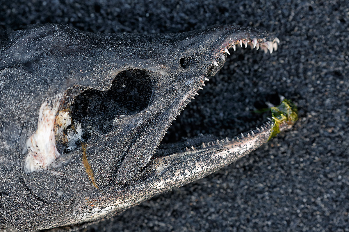 salmon-carcass-on-black-sand-beach-_a1c7996-kodiak-ak