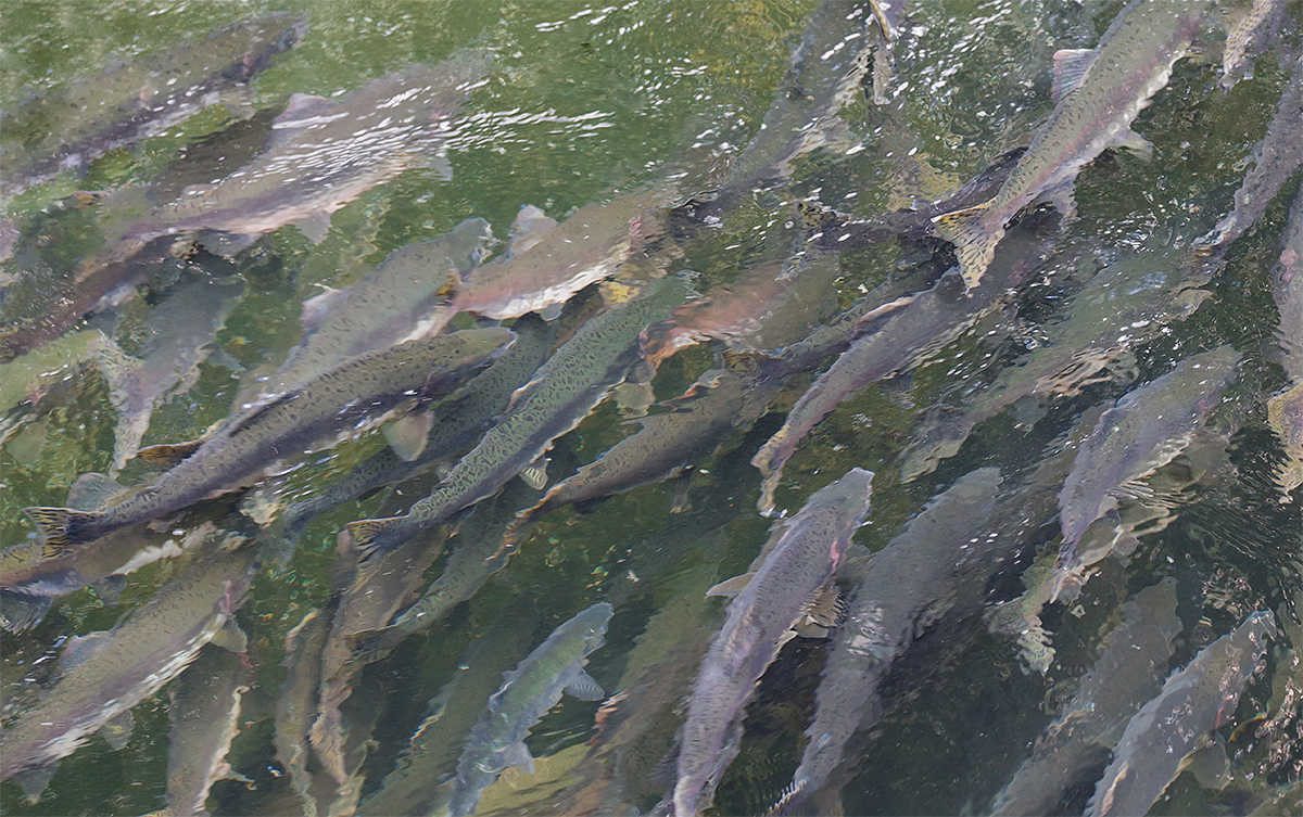 salmon-in-stream-layers-_y5o7065-gilbert-bay-port-snettisham-inside-passage-ak-copy