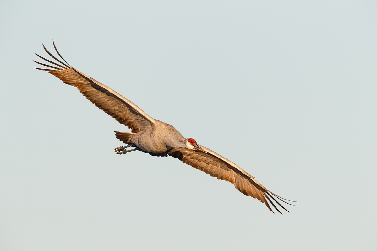 sandhill-crane-in-flight-_y5o0172-bosque-del-apache-nwr-san-antonio-nm
