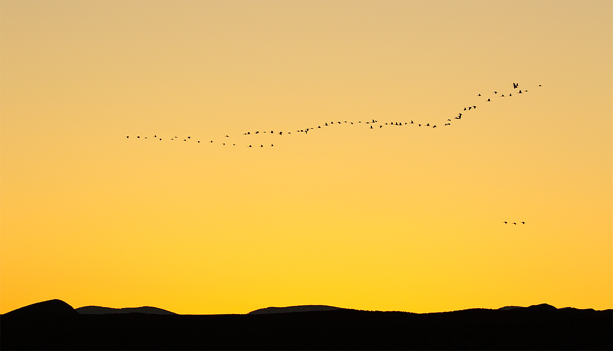sandhill-cranes-chupadera-sunset-3y8a1396-bosque-del-apache-nwr-san-antonio-nm
