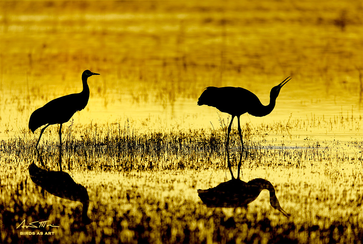 sandhill-cranes-silh-sign-one-drinking-6r7a0161-bosque-del-apache-nwr-san-antonio-nm