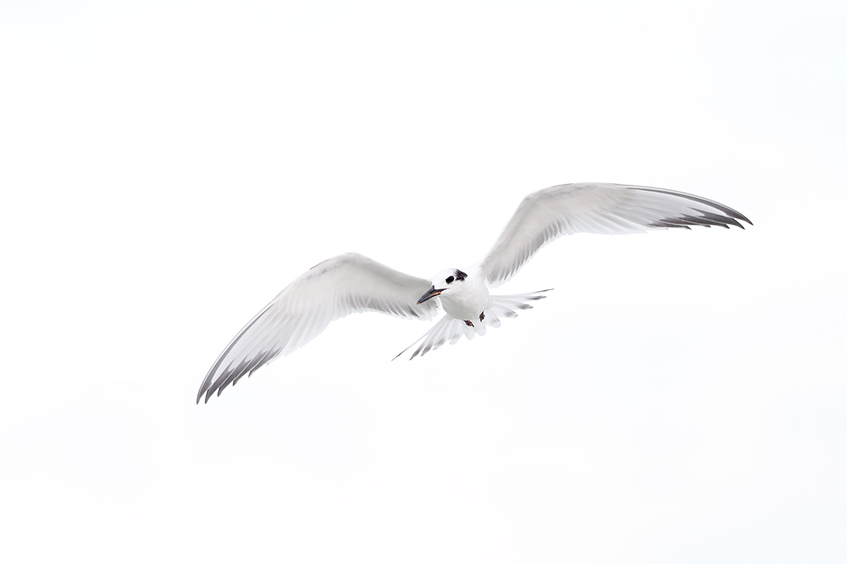 sandwich-tern-winter-plumage-in-flight-_q8r4446-fort-desoto-park-st-petersburg-fl