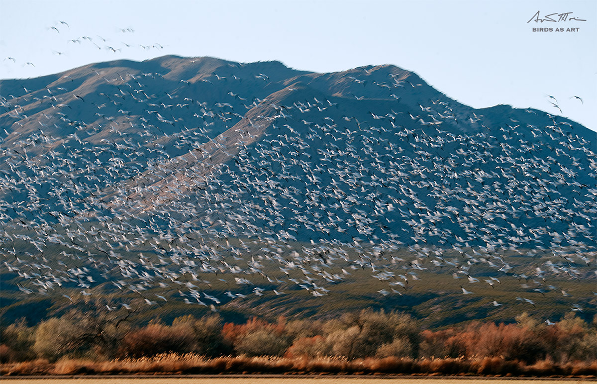 snow-geese-against-chupaderas