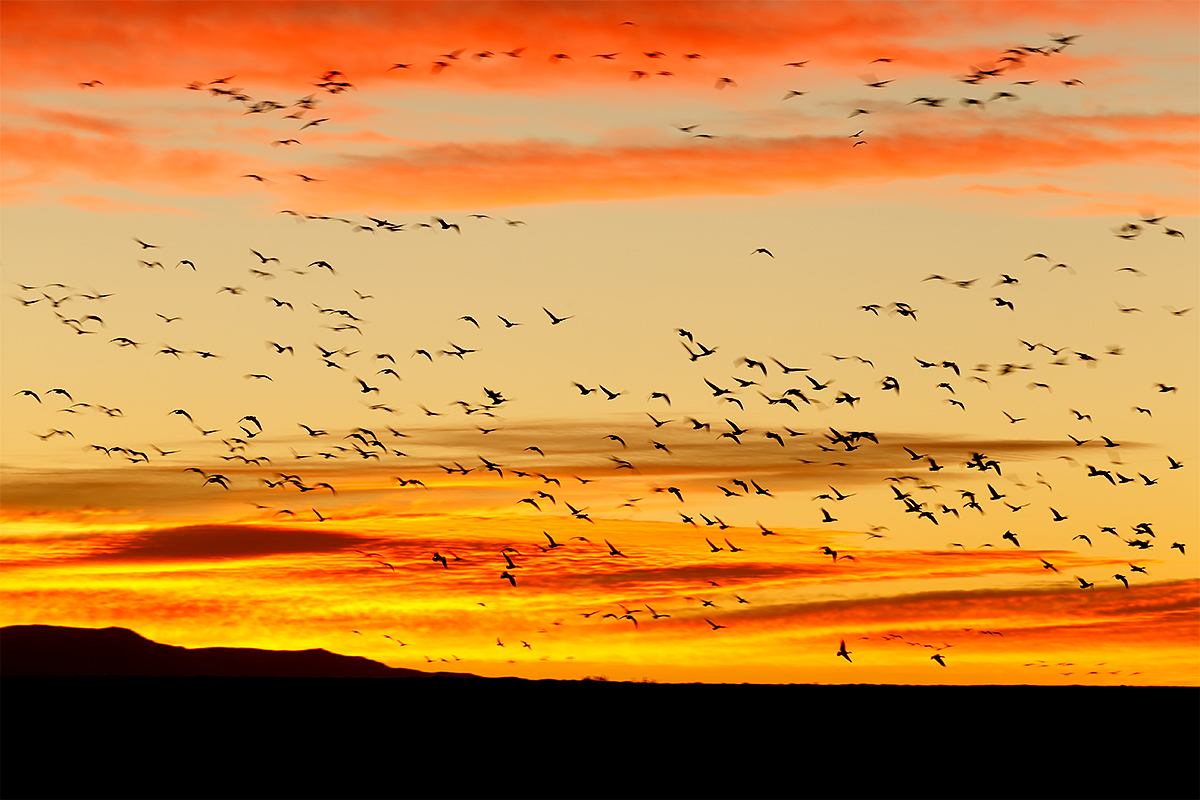 snow-geese-fly-in-in-color-_y5o9509-bosque-del-apache-nwr-san-antonio-nm