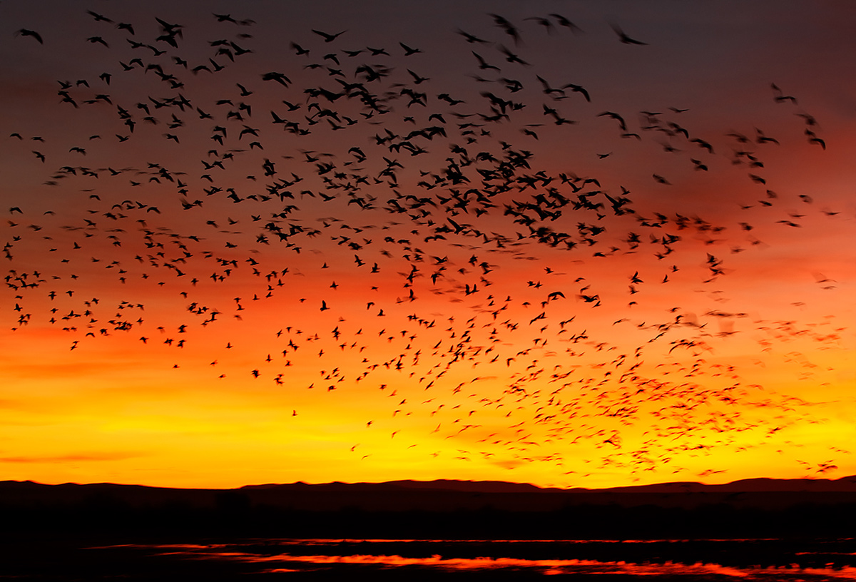 snow-geese-fly-in-intense-sunrise-_e0w6808-bosque-del-apache-nwr-san-antonio-nm