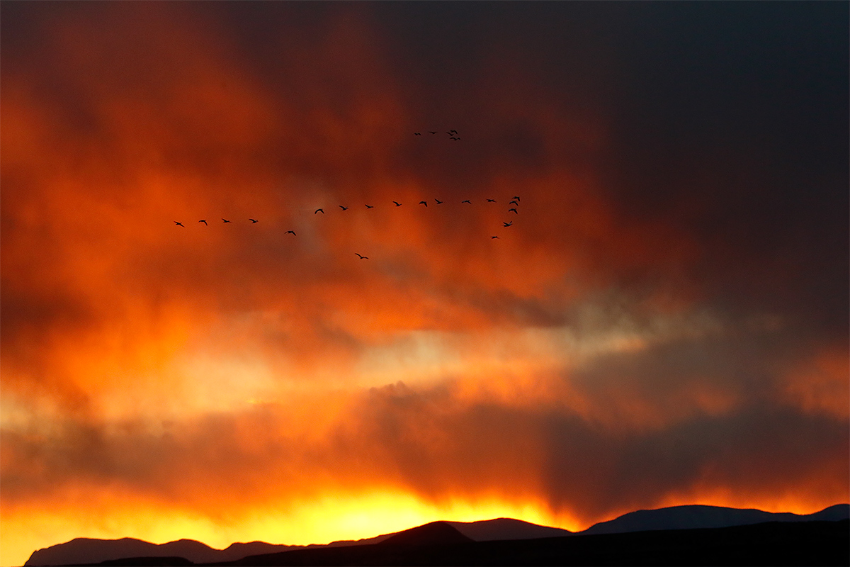 snow-geese-in-fire-sky-_y7o9145-bosque-del-apache-nwr-san-antonio-nm