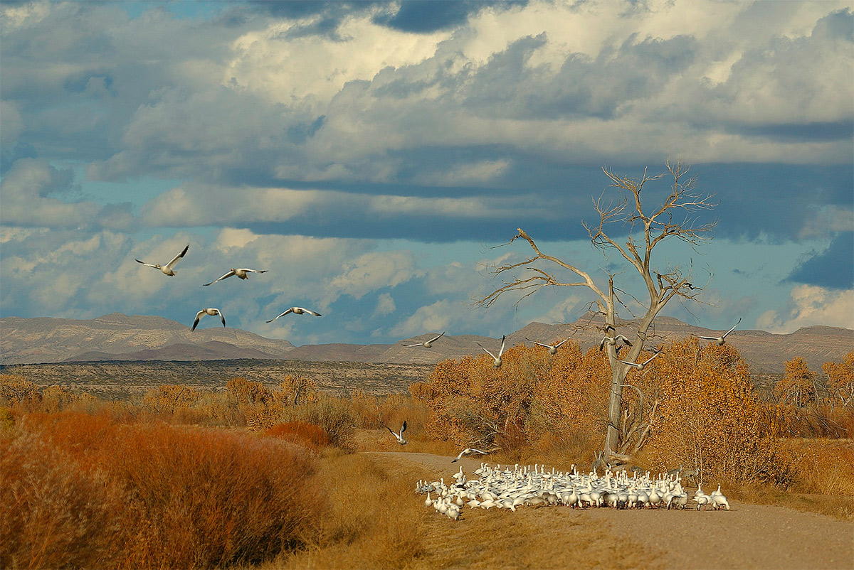 snow-geese-on-road-great-sky-bosque-123f4698