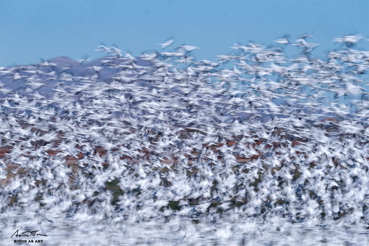 snow-goose-blast-blur-100-400-3-nd-_y7o5768-bosque-del-apache-nwr-san-antonio-nm