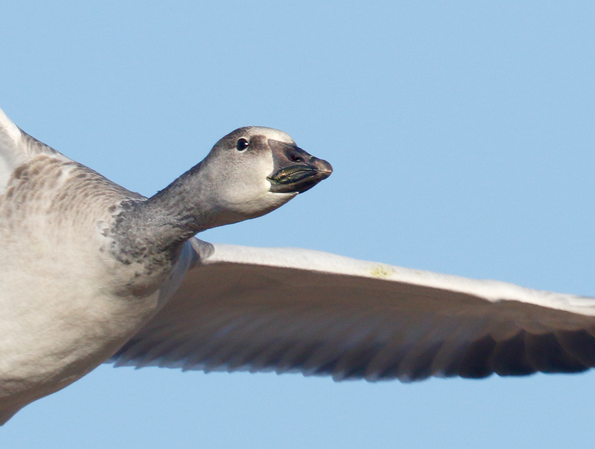 snow-goose-juvenile-100-view-7d-ii-in-flight-3y8a0855-bosque-del-apache-nwr-san-antonio-nm