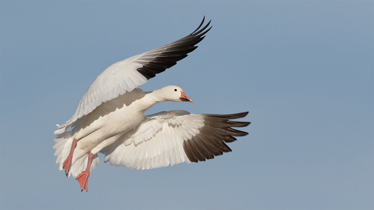 snow-goose-landing-wings-forward-_y8a0155-bosque-del-apache-nwr-san-antonio-nm