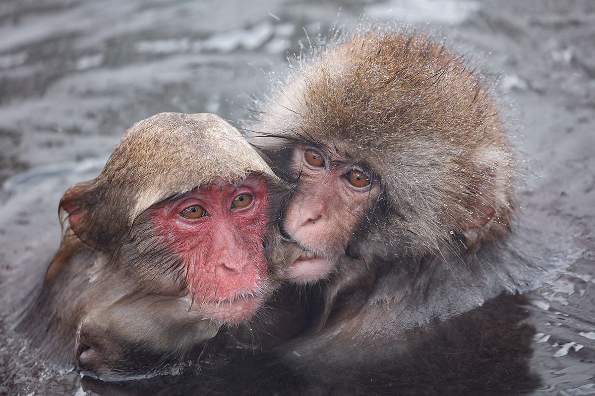 snow-monkey-baby-licking-momma-_r7a8928-nagano-japan