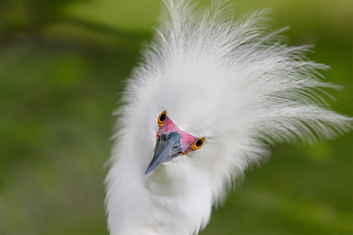 snowy-egret-breeding-plumage-creast-raised-displaying-_y5o3711-st-augustine-alligator-farm-flE