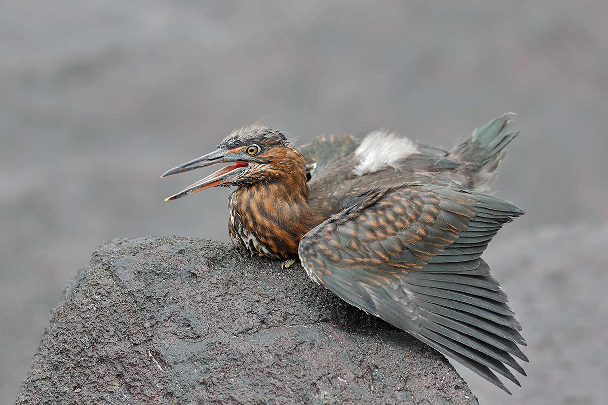 striated-heron-fledgling-begging-_a1c0942-punta-suarez-hood-island-galapagos