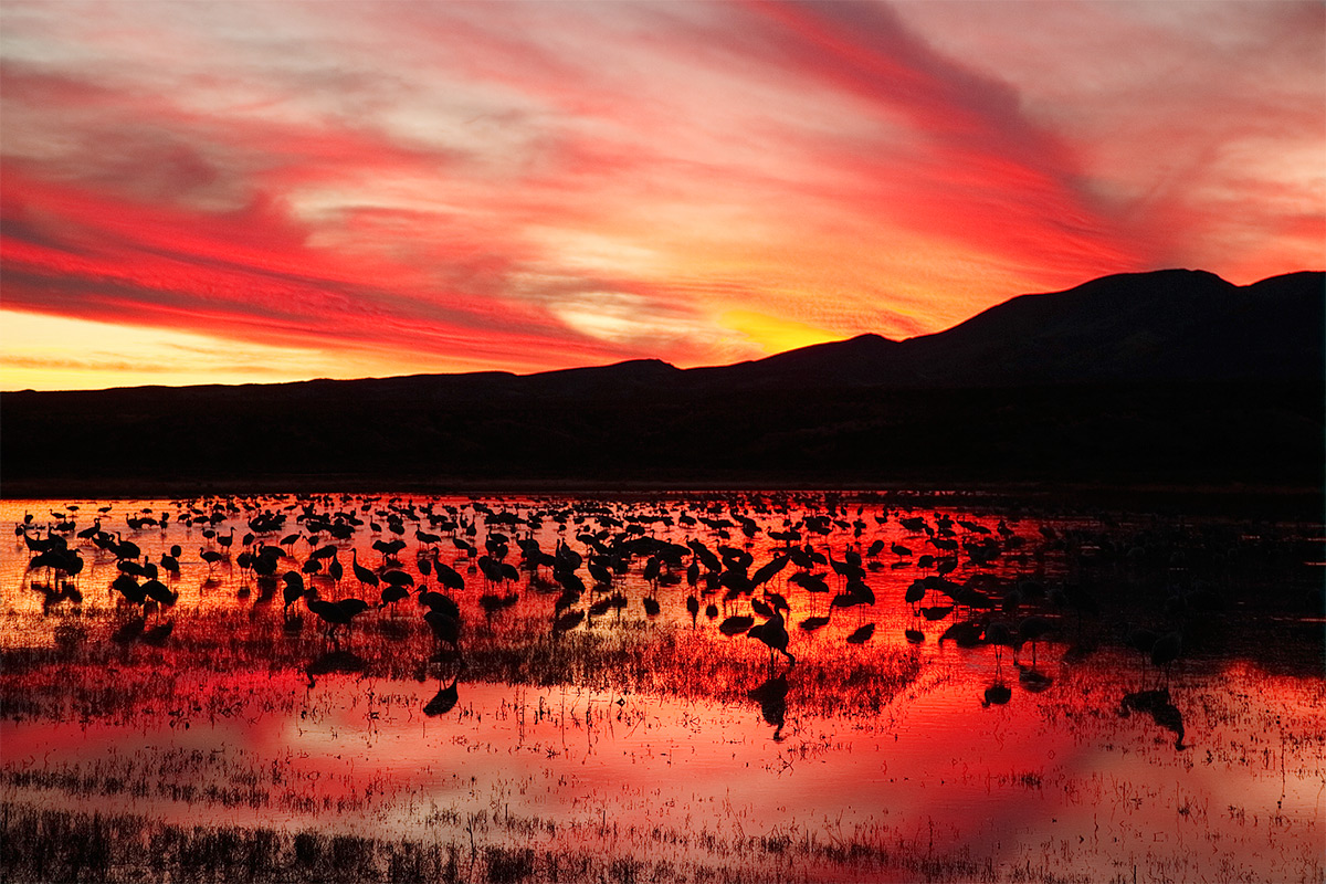 sunset-crane-pool-_a1c0004-bosque-del-apache-nwr-san-antonio-nm