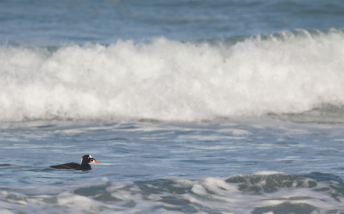 surf-scoter-drake-in-surf-_y8a0211-morro-bay-ca_0
