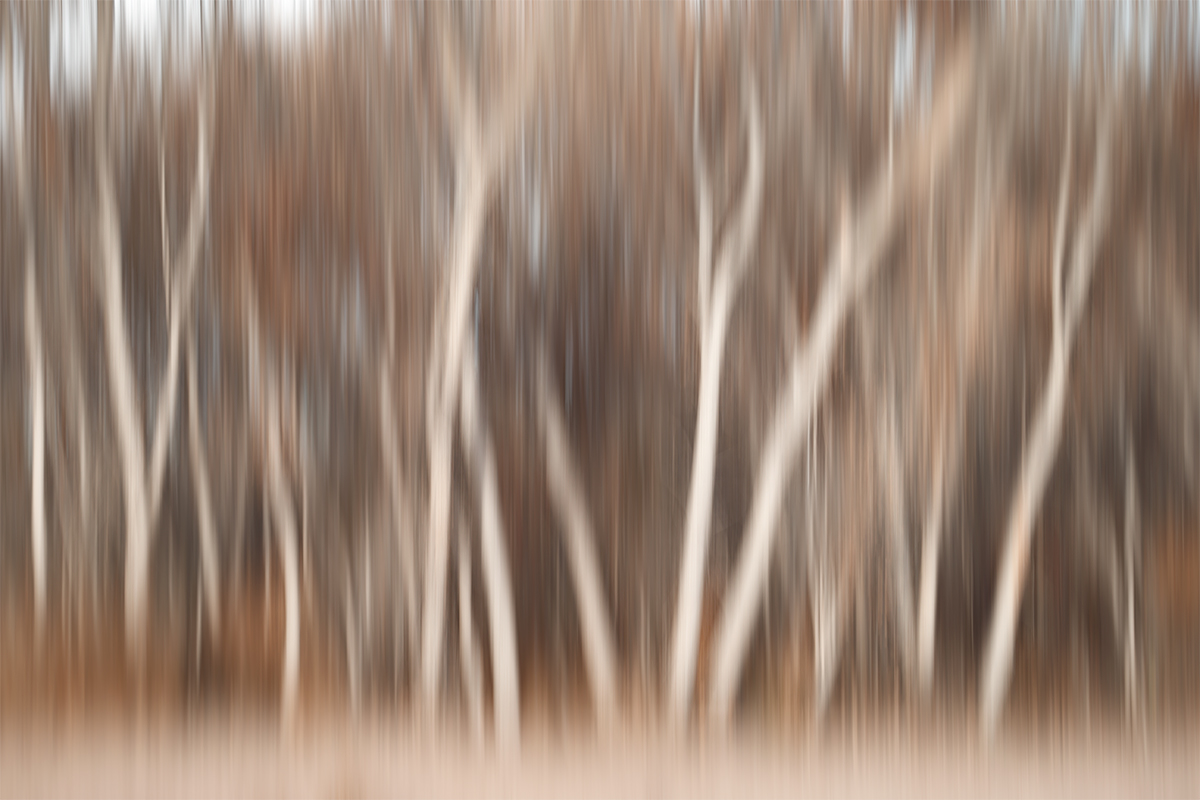 trees-vert-pan-blur-_y7o9026-bosque-del-apache-nwr-san-antonio-nm