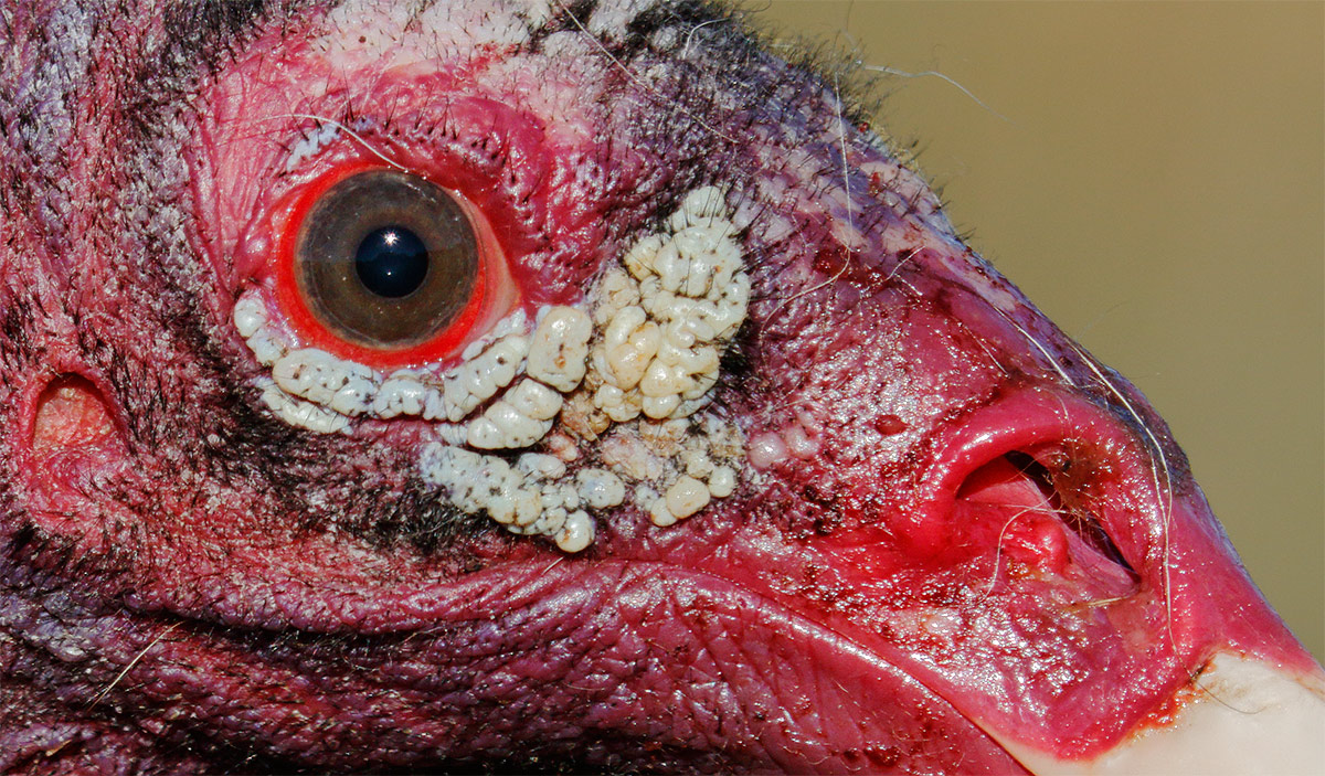 turkey-vulture-head-portrait-200-percent-at-kill-_36a1173-indian-lake-estates-fl