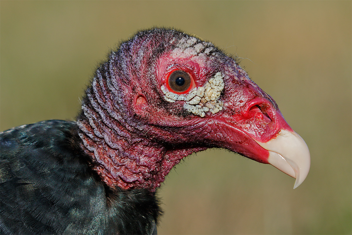 turkey-vulture-head-portrait-at-kill-_36a1173-indian-lake-estates-fl