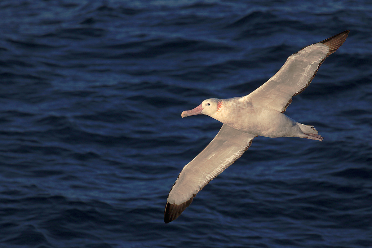 wandering-albatross-david-policansky-1r5a0639_0