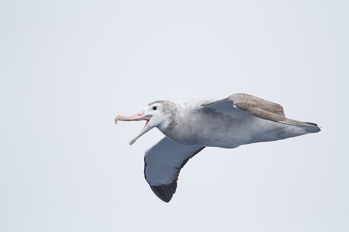 wandering-albatross-imm-_mg_0006