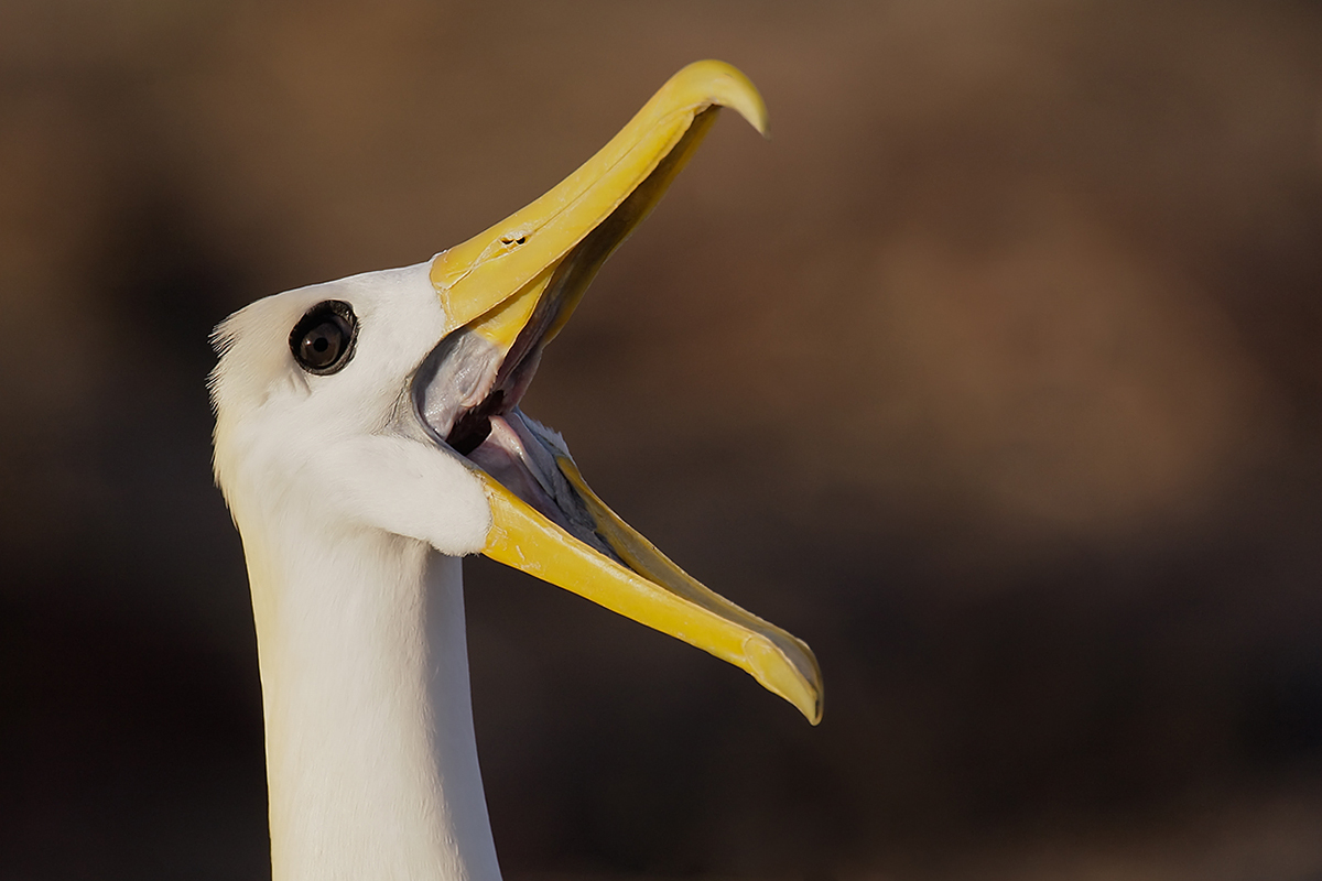 waved-albatross-bill-open-display-_v5w5718punta-suarez-espanola-isl