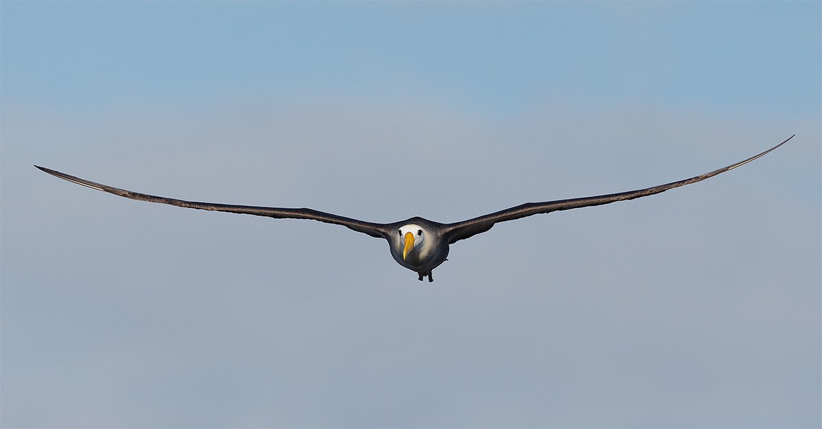 waved-albatross-flat-flight-pano-_y5o0955-punta-suarez-hood-island-espanola-galapagos-ecuador