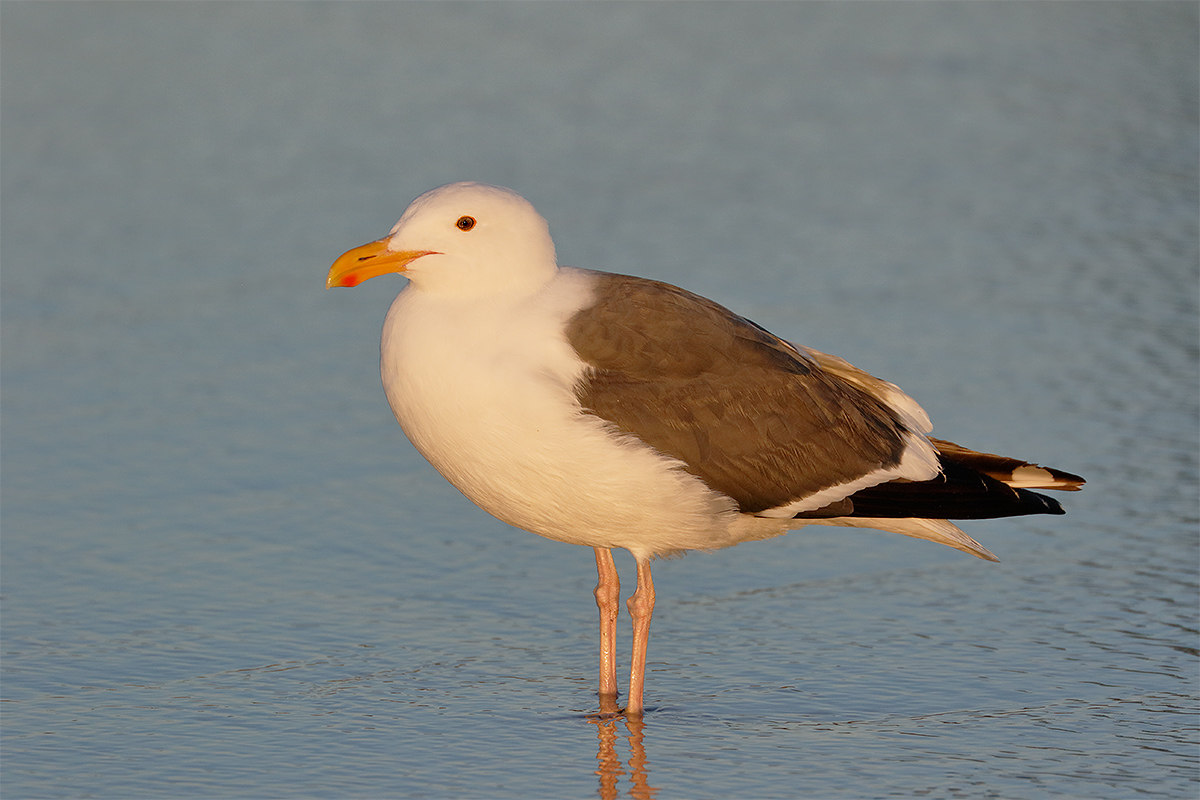 western-gull-adult-_y8a2549-coronada-ca
