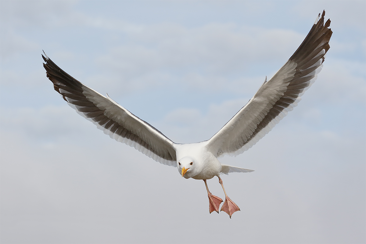 western-gull-adult-in-flgiht-_y8a1242-morro-bay-ca