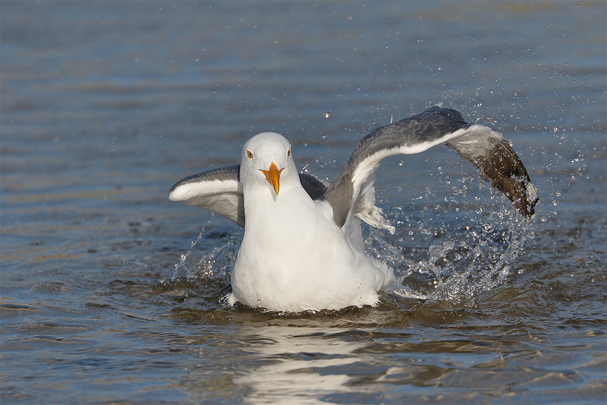 western-gull-bathing-tight-_y8a8029-morro-bay-ca