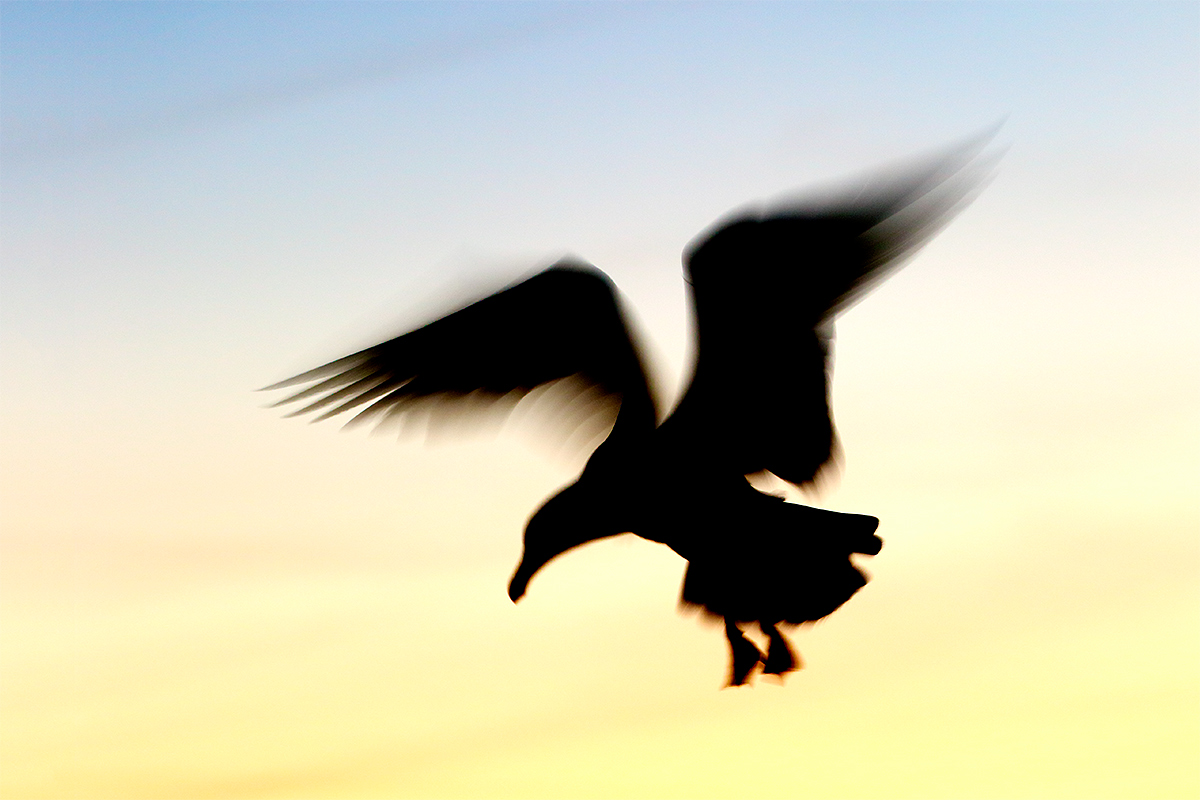 western-gull-pre-dawn-blur-_y8a0640-morro-bay-ca