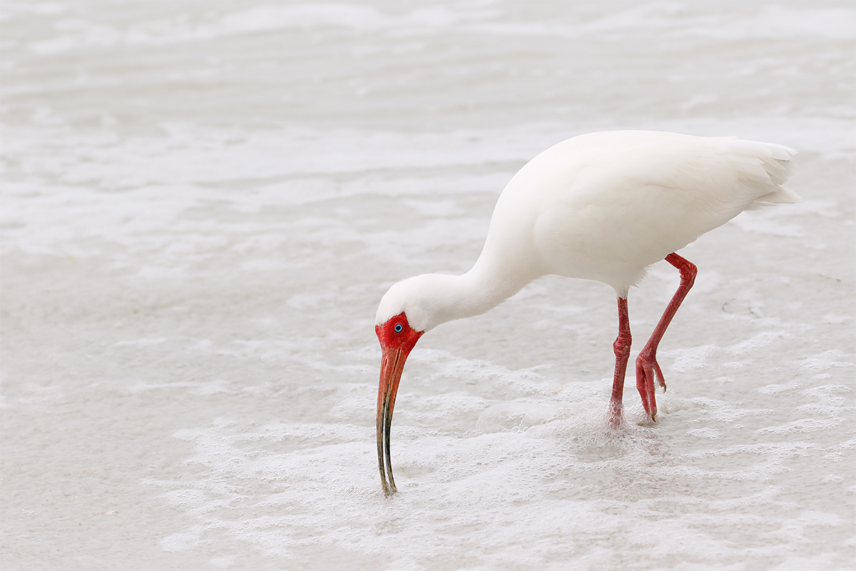 white-ibis-feeding-in-surf-_y8a2323-fort-desoto-park-fl