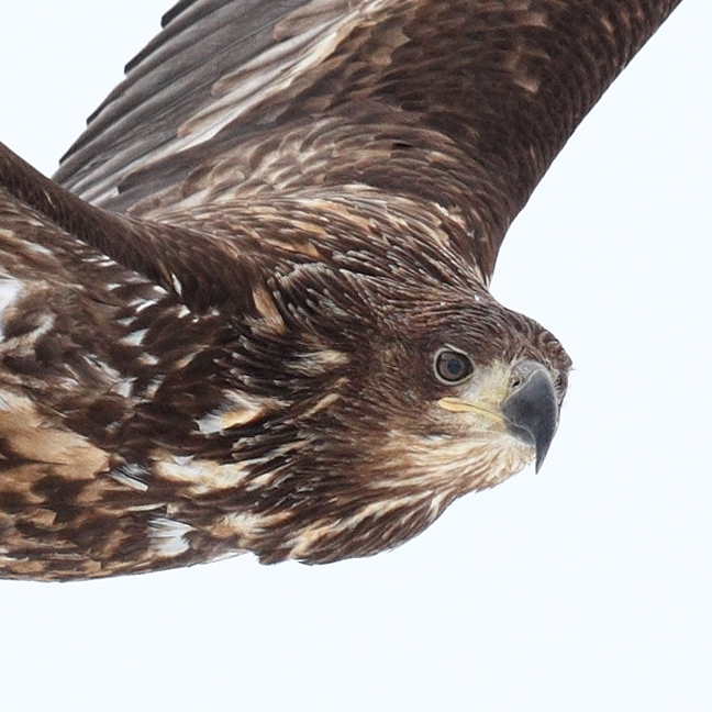 white-tailed-sea-eagle-immaturehead-crop-_90z5485-rausu-hokkaido-japan-copy