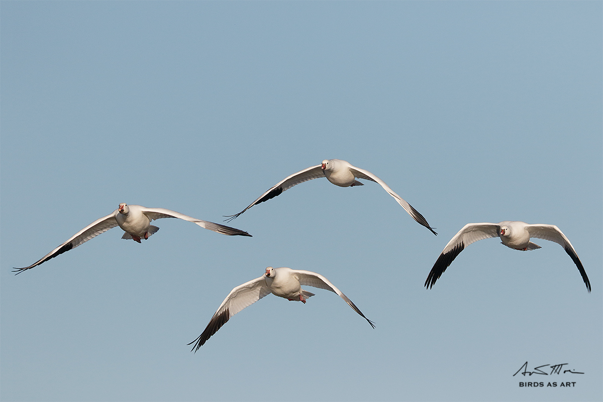wite-geese-in-flight-_36a8138-bosque-del-apache-nwr-san-antonio-nm
