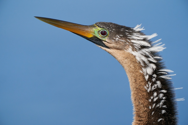 Anhinga-female-in-breding-plumage-_A9A1384-Lakeland,-FL-1