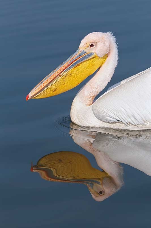 great-white-pelican-layers-_r1e0260-lake-kerkini-greece