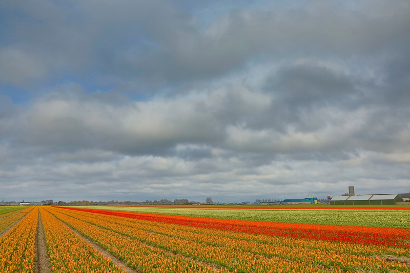 flower-field-hdr-_a1c1398-lisse-holland