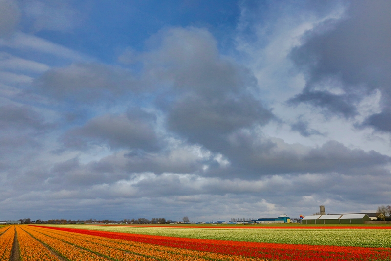 flower-field-hdr-_a1c8654-lisse-holland