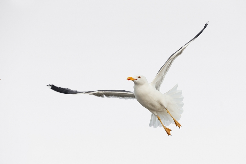 lesser-black-backed-gull-in-flight-_q8r1717-texel-holland