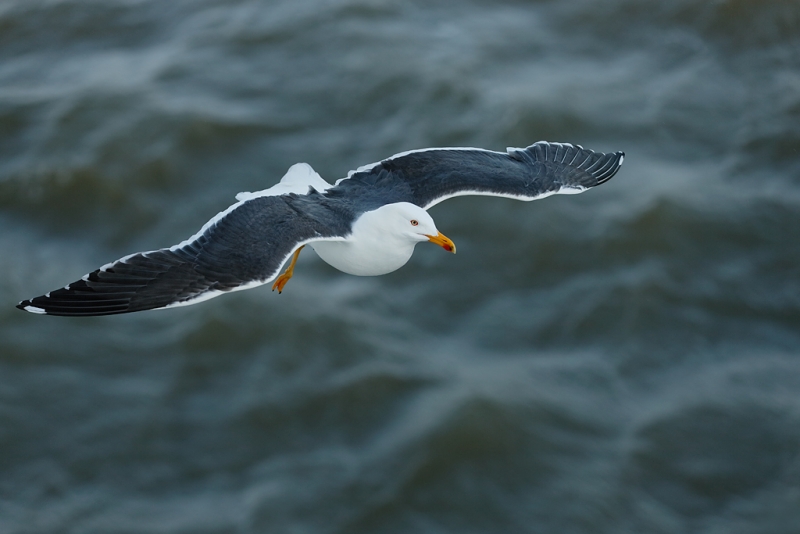 lesser-black-backed-gull-top-shot-flight-_q8r1757-texel-holland
